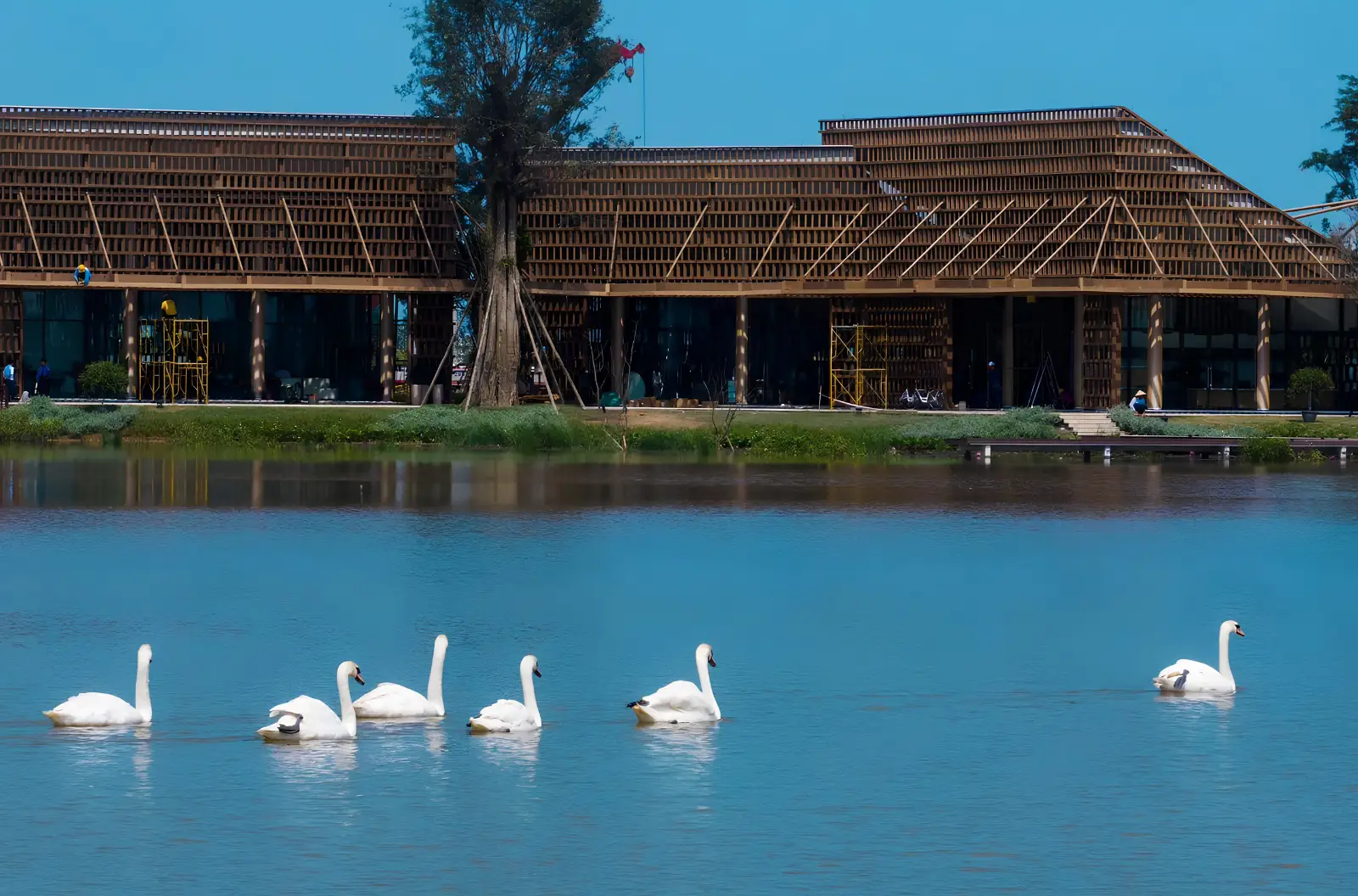 Hình ảnh đàn thiên nga trắng bơi trên hồ nước xanh tại khu nghỉ dưỡng Ecopark MDPStay